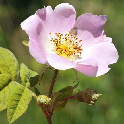 Natural active Rosehip